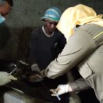 Hewan Ternak di Boyolali Mulai Terima Suntikan Vaksin PMK