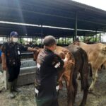 Sempat Lockdown, Pasar Hewan Jonggol Kembali Dibuka