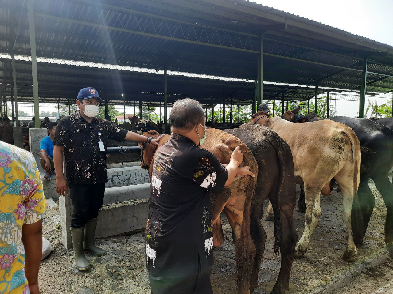 Sempat Lockdown, Pasar Hewan Jonggol Kembali Dibuka