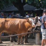 Jelang Iduladha, DKPP Klaten Imbau Masyarakat Beli Hewan Kurban Lokal