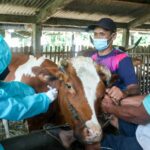 Distribusi Vaksin PMK di Salatiga Disambut Gembira Para Peternak