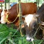 Pemprov DKI Jakarta Pastikan Sapi Masuk Wilayah dalam Kondisi Sehat