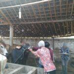 Pemkab Rembang: Perlu Edukasi Tentang Wabah PMK bagi Masyarakat