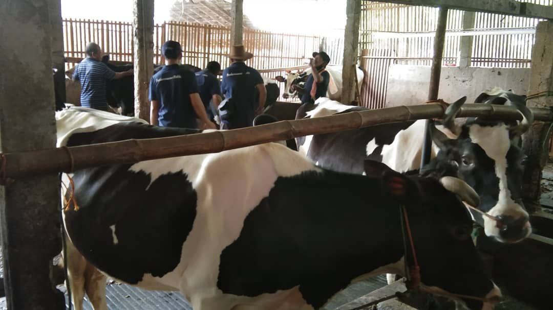 Pati Dapat 4 Ribu Dosis Vaksin PMK, Ini Ternak Yang Jadi Prioritas