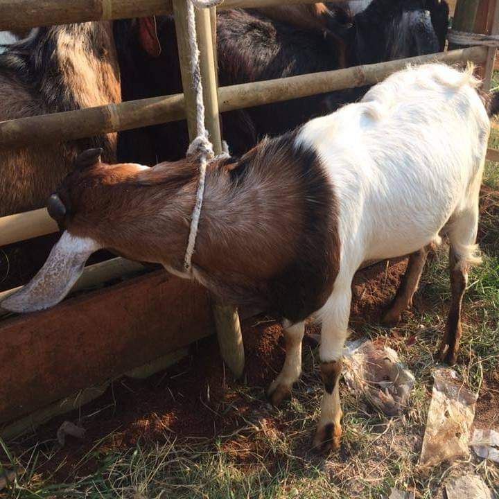 Dampak PMK, Harga Kambing di Pati Meningkat 20 Persen