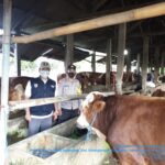 236 Kasus Terkonfirmasi PMK di Demak, 67 Ekor Dinyatakan Sembuh