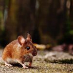 Ngeri, Warga Jaksel Terpapar Virus Tikus
