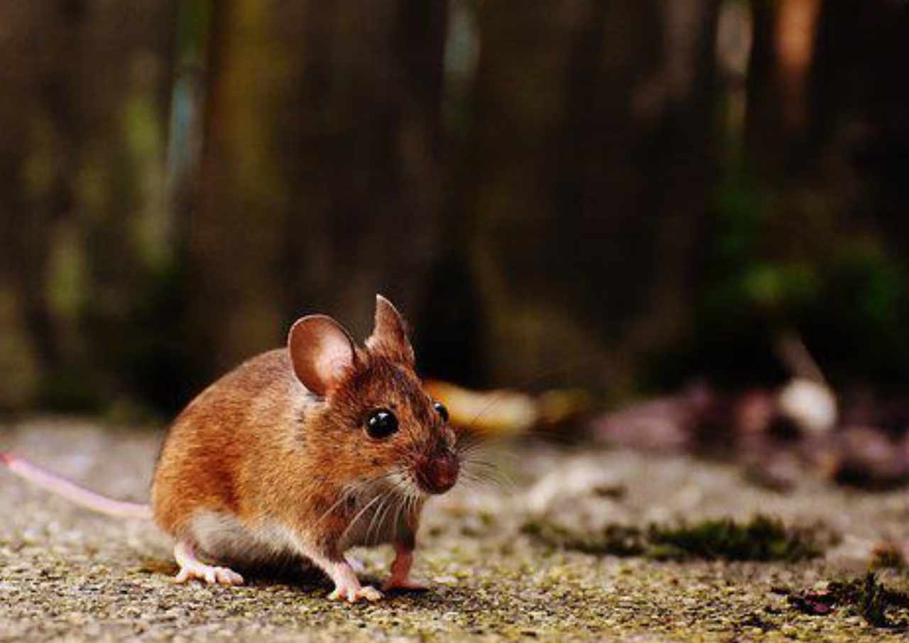 Ngeri, Warga Jaksel Terpapar Virus Tikus