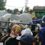 2.009 dari 4.706 Sapi Terpapar PMK di Rembang Sembuh