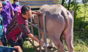 Jelang Iduladha, Kesembuhan Hewan Ternak Terpapar PMK di Jepara Capai 97 Persen