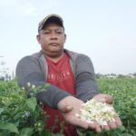 Harga Melonjak, Petani Melati Tetap Banjir Pesanan