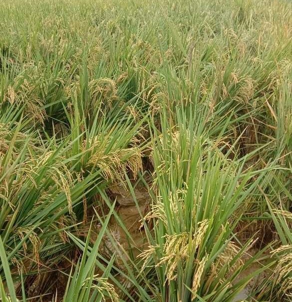 Anomali Cuaca Pengaruhi Panen Padi di Kabupaten Pati