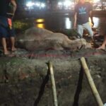 Kebo Bule Keraton Sule Mati Sebab PMK