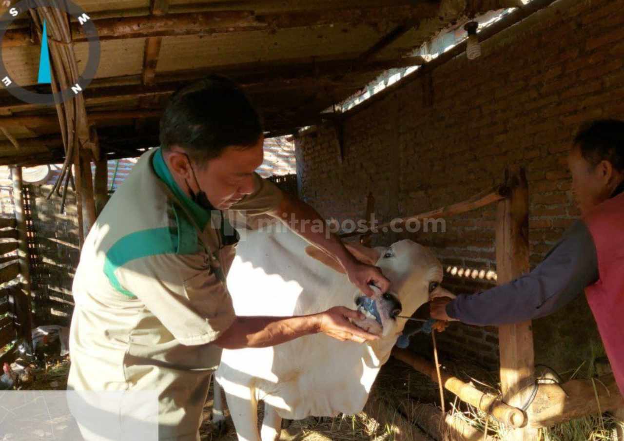 Vaksinasi Ternak Tahap II Ditargetkan 3000 Dosis, Rembang Sudah Lakukan di 2 Kecamatan