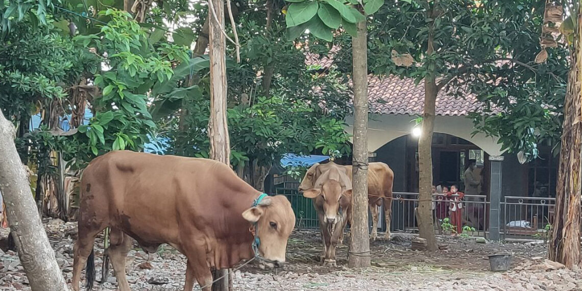 Rayakan Idul Adha, Masjid Al Istiqomah RSS Sidokerto Sembelih 5 Sapi Kurban