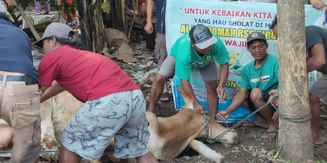 Rayakan Idul Adha, Masjid Al Istiqomah RSS Sidokerto Sembelih 5 Sapi Kurban