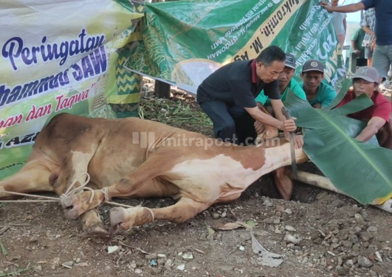 Rayakan Idul Adha, Masjid Al Istiqomah RSS Sidokerto Sembelih 5 Sapi Kurban
