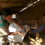 Foto: Dintanpan kabupaten Rembang melakukan vaksinasi PMK tahap II/palevioletred-jellyfish-458835.hostingersite.com/Sri Lestari