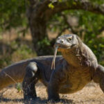 Konsisten Awasi Penataan Taman Nasional Komodo, DPR Optimis Habitat Komodo Tetap Lestari