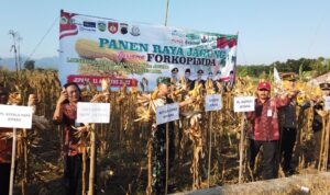 Produksi Jagung di Jepara Meningkat, Petani Didorong Manfaatkan Sistem Resi Gudang