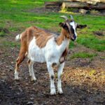 Kambing Rentan Mati karena PMK, Peternak Tunggu Peran Pemerintah