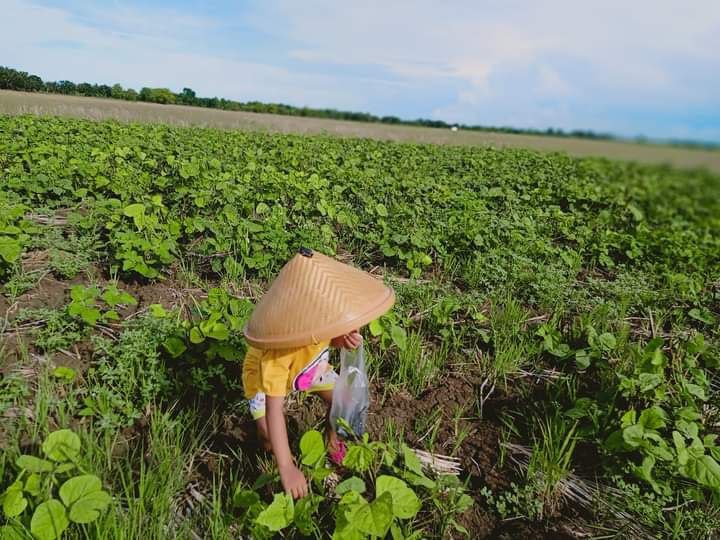Kemarau Telat, Tanam Kacang Hijau di Pati Tidak Optimal