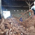 Tangkal Monopoli Harga, Ratusan Petani Ketela di Pati Bentuk Asosiasi