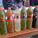 Mudah dan Murah, Berikut Cara Pengaplikasian Biosaka pada Tanaman