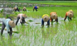 Anggota DPR Ingatkan Pemerintah Perlu Atur Program Kedaulatan Pangan