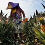 Tinjau Industri Nanas di Lampung, Puan Sampaikan Pentingnya Sinergi Antara Pengusaha dan Petani