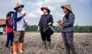 Ketua DPR Puan Maharani Ikut Nanam Singkong Bersama Petani