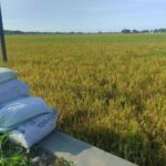 Kemarau Basah, Pisau Bermata Dua Untuk Petani Pati