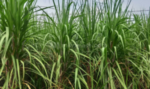 DPR Menilai Petani Tebu Butuh Perhatian Khusus dari Pemerintah