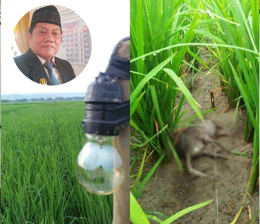 Penggunaan Listrik Untuk Mengurai Tikus Banyak Memakan Korban, Komisi B Turut Prihatin