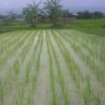 Krisis Pangan Dan Energi Dunia, Bupati Rembang Minta Masyarakat Lebih Waspada