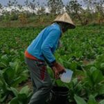 Foto: Suasana Petani Tembakau di Kabupaten Rembang/palevioletred-jellyfish-458835.hostingersite.com/Sri Lestari