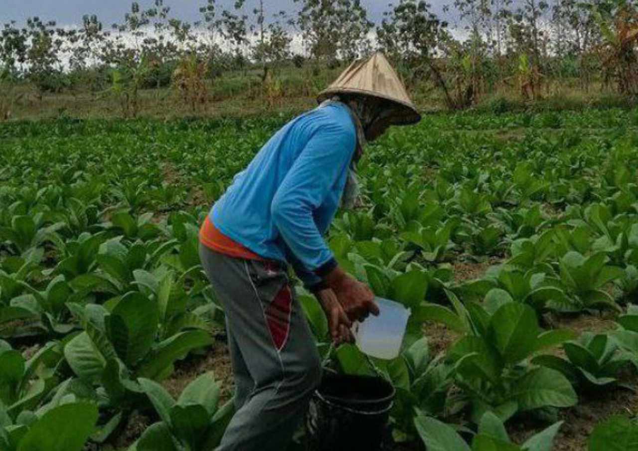 Foto: Suasana Petani Tembakau di Kabupaten Rembang/palevioletred-jellyfish-458835.hostingersite.com/Sri Lestari