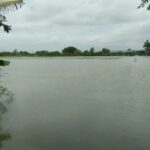 Sejumlah Sawah di Demak Terendam Banjir Terancam Gagal Panen