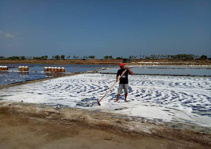 Foto: Suasana Petambak Garam memproduksi garam beberapa waktu lalu /palevioletred-jellyfish-458835.hostingersite.com/Sri Lestari