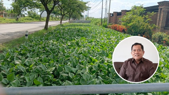 Aliran Sungai Juwana Dipenuhi Eceng Gondok, DPRD: Ini Harus Dibersihkan 