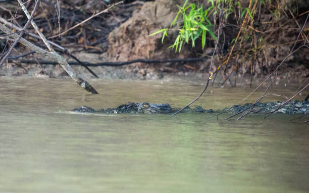Viral Buaya Antarkan Jasad Bayi, Berikut Penjelasan Ahli/iStock