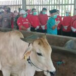 Laju Penularan Penyakit Cacar Sapi di Kabupaten Semarang Masih Tinggi