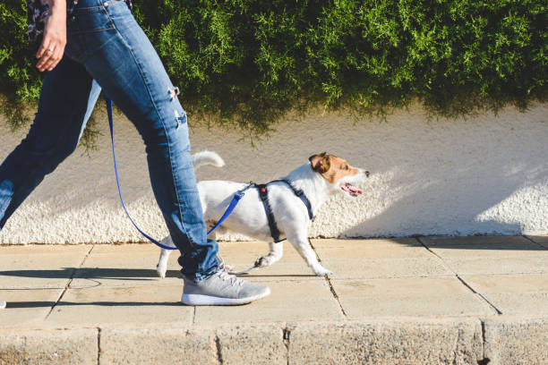 Manfaat Memelihara Hewan/iStock