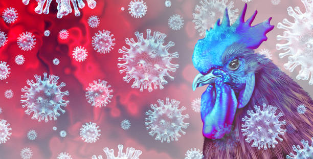 Virus Flu Burung Clade Baru Masuk ke Indonesia, Kemenkes: Belum Ada Laporan Penularan ke Manusia/iStock
