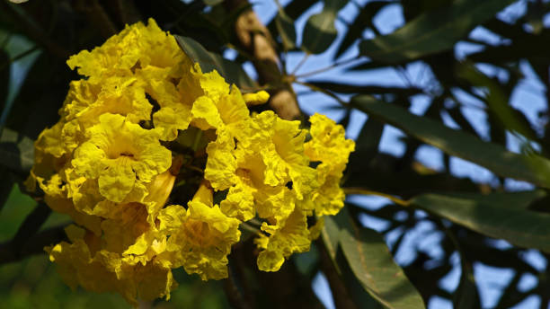 penghijauan