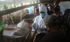 DKPP Jepara Mulai Intensifkan Pemeriksaan Hewan Jelang Iduladha