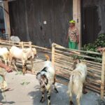 Jelang Iduladha, Harga Kambing Kurban di Batang Alami Peningkatan Sebesar 30 Persen