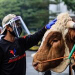 1.369 Hewan Kurban di Bandung Telah Divaksin
