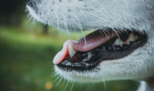 Foto: Ilustrasi anjing rabies (Sumber: unsplash)