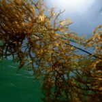 Foto: Ilustrasi rumput laut (Sumber: unsplash)
